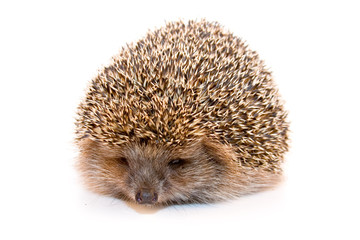 Hedgehog isolated on white background