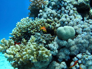 Naklejka na ściany i meble Grupa koralowców w niebieskim water.Red morza.