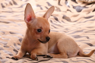 little chihuahua lays on a coverlet