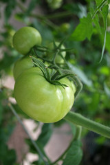 green tomatoes