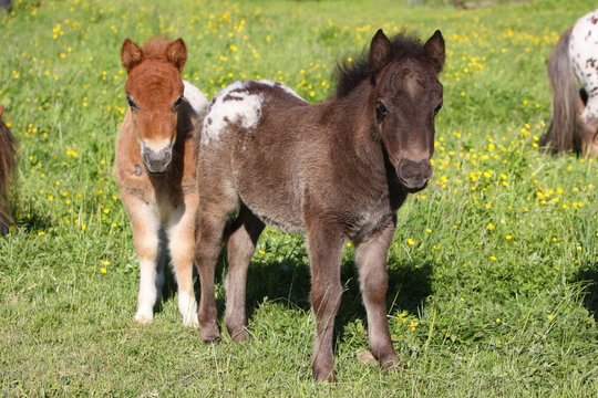 Shetlandpony