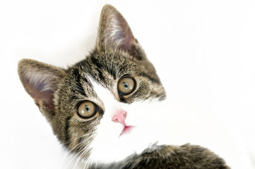 Fototapeta premium cat