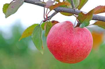 apple under the tree