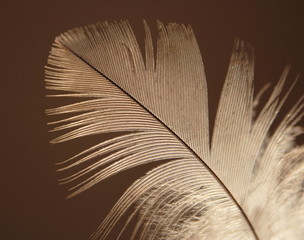 Feather in natural light
