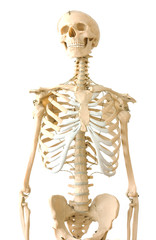 Human skeleton