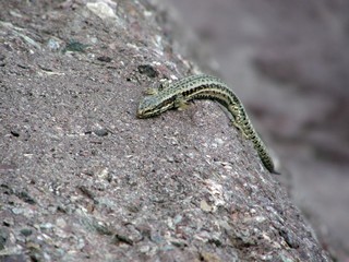 Fototapeta premium OLYMPUS DIGITAL CAMERA