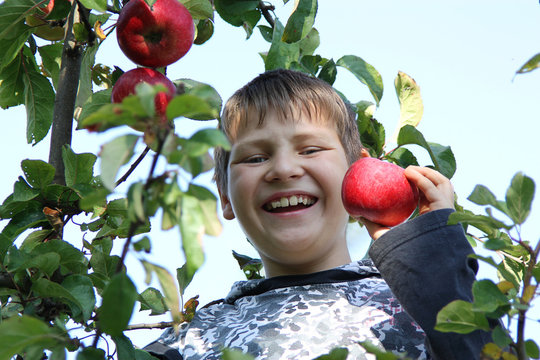Kind im Apfelbaum