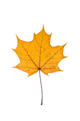 autumn maple leaf