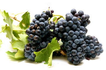 uvas 24