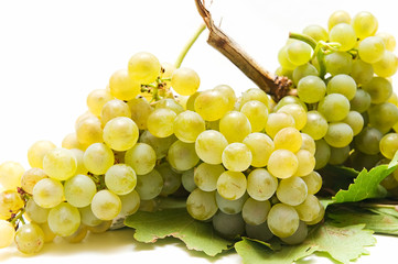 uvas 15