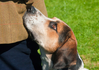 Foxhound begging