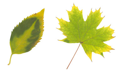 yellow and green autumn leaf isolated on white