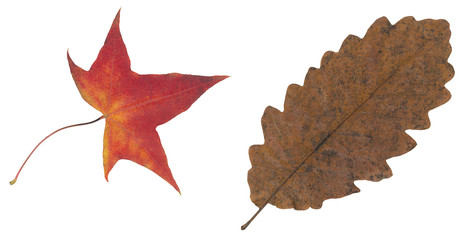 red and brown autumn leaf isolated on white