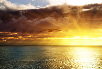 sunset in ocean and seagull