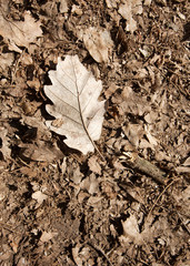 Leaf