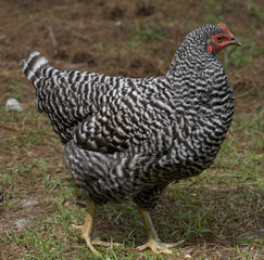checkerboard chicken