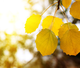 autumn yellow leaves of aspen