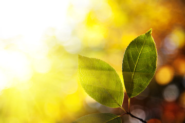 green leaves in autumn forest