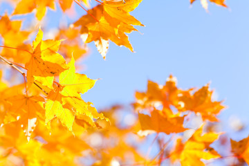 Naklejka na ściany i meble autumn