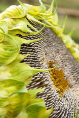 Sunflower with seeds detail