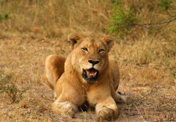 lionne 2