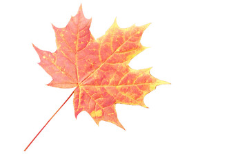 Obraz premium Leaf of maple isolated over white background