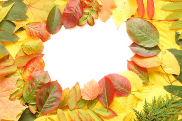 Naklejka na ściany i meble Colorful frame of fallen autumn leaves