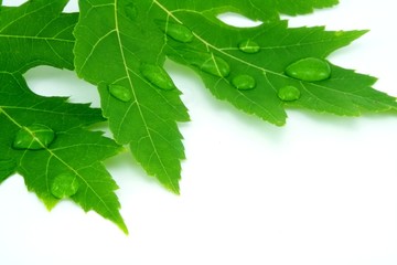Leaf with water drops