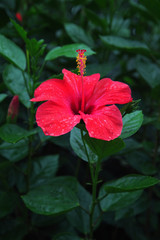 Red hibiscus © adisa