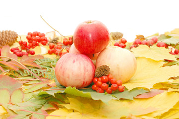 Naklejka na ściany i meble Upraw jabłek przeciwko liści jesienią
