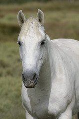Camargue Pferd
