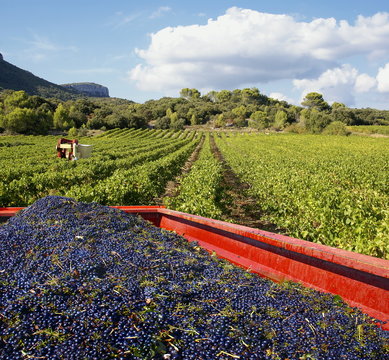 Vendanges