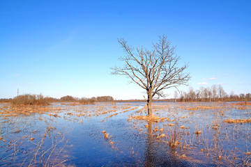 oak in water