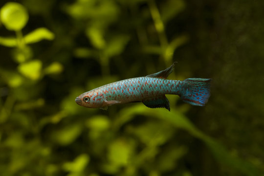 Scriptaphyosemion guignardi mamou