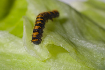 Raupe erklimmt Salatblatt