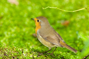 Robin (Erithacus rubecula).