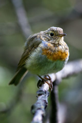 Robin (Erithacus rubecula).