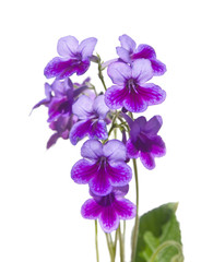 Purple-lilac Streptpcarpus (Cape Primrose, nodding violet), isol