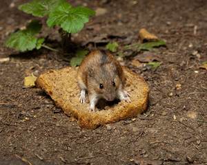 Striped Field Mouse (Apodemus agrarius).