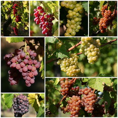 Fototapeta premium Différents cépages