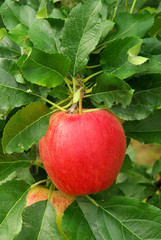Apfel am Baum - apple on tree 02