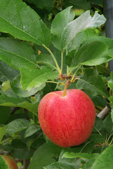 Apfel am Baum - apple on tree 03
