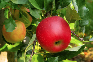 Apfel am Baum - apple on tree 14