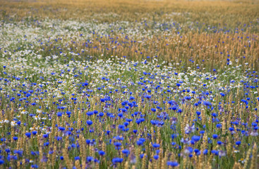 Wheatfield with flowers © Pink Badger