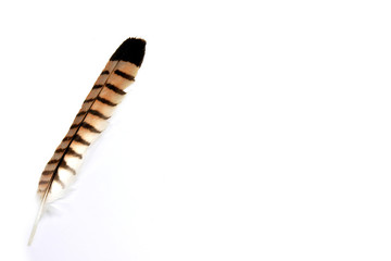 PLUMA