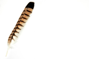 PLUMA