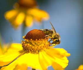 a bee on the yellow flower