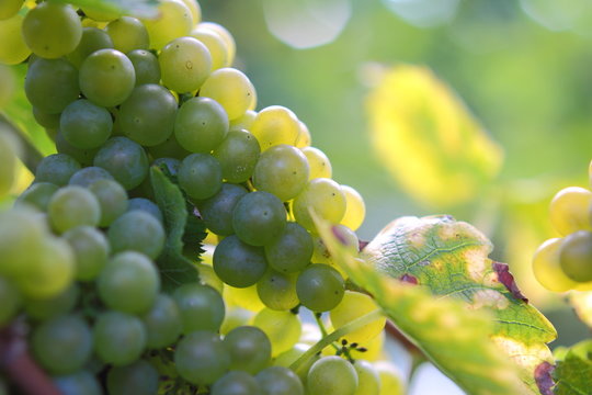 Weinrebe