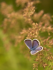 Naklejka premium Purple butterfly