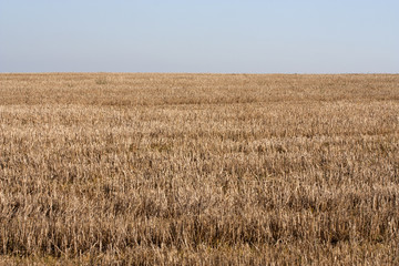 Stubble © Tomas Skopal